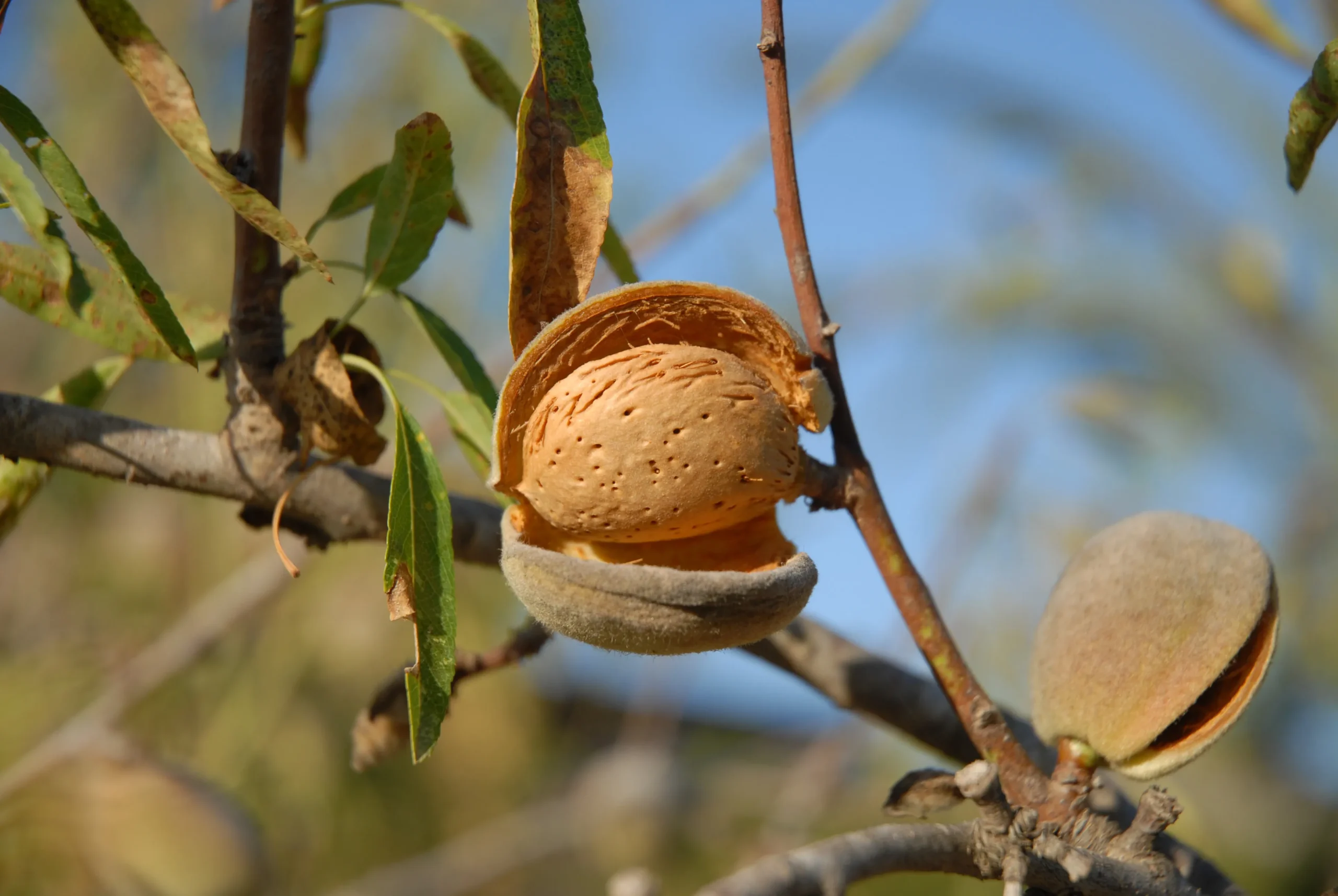 Campo de almendros — Ibendra origen España