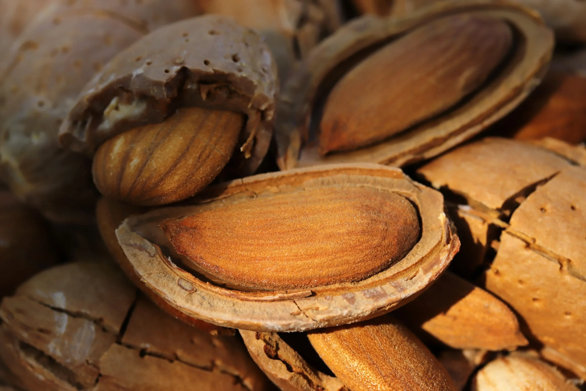 Ibendra — Cosecha de almendras premium